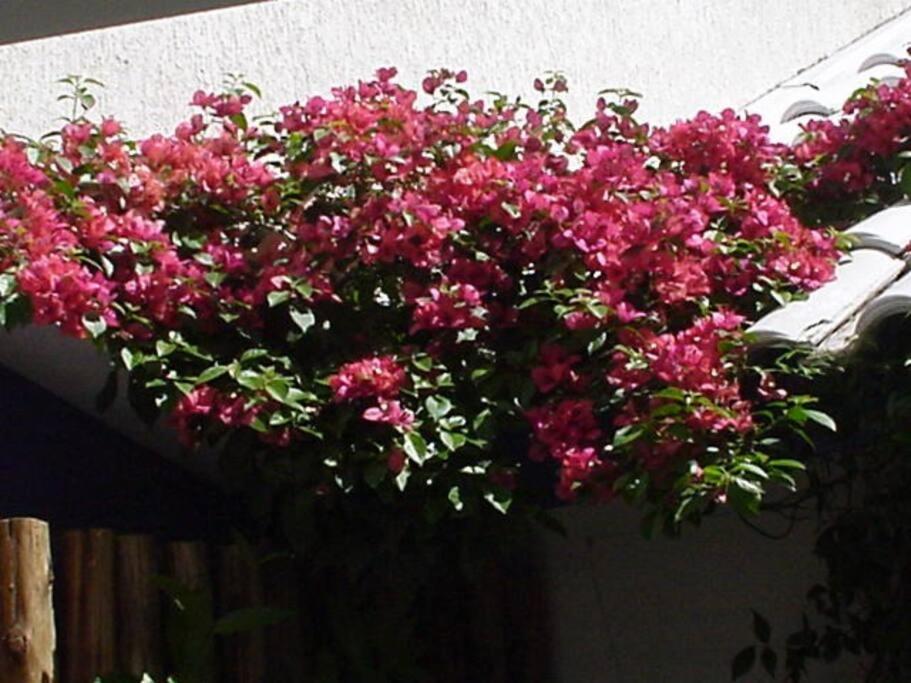 Morada Das Flores Porto Alegre Kültér fotó
